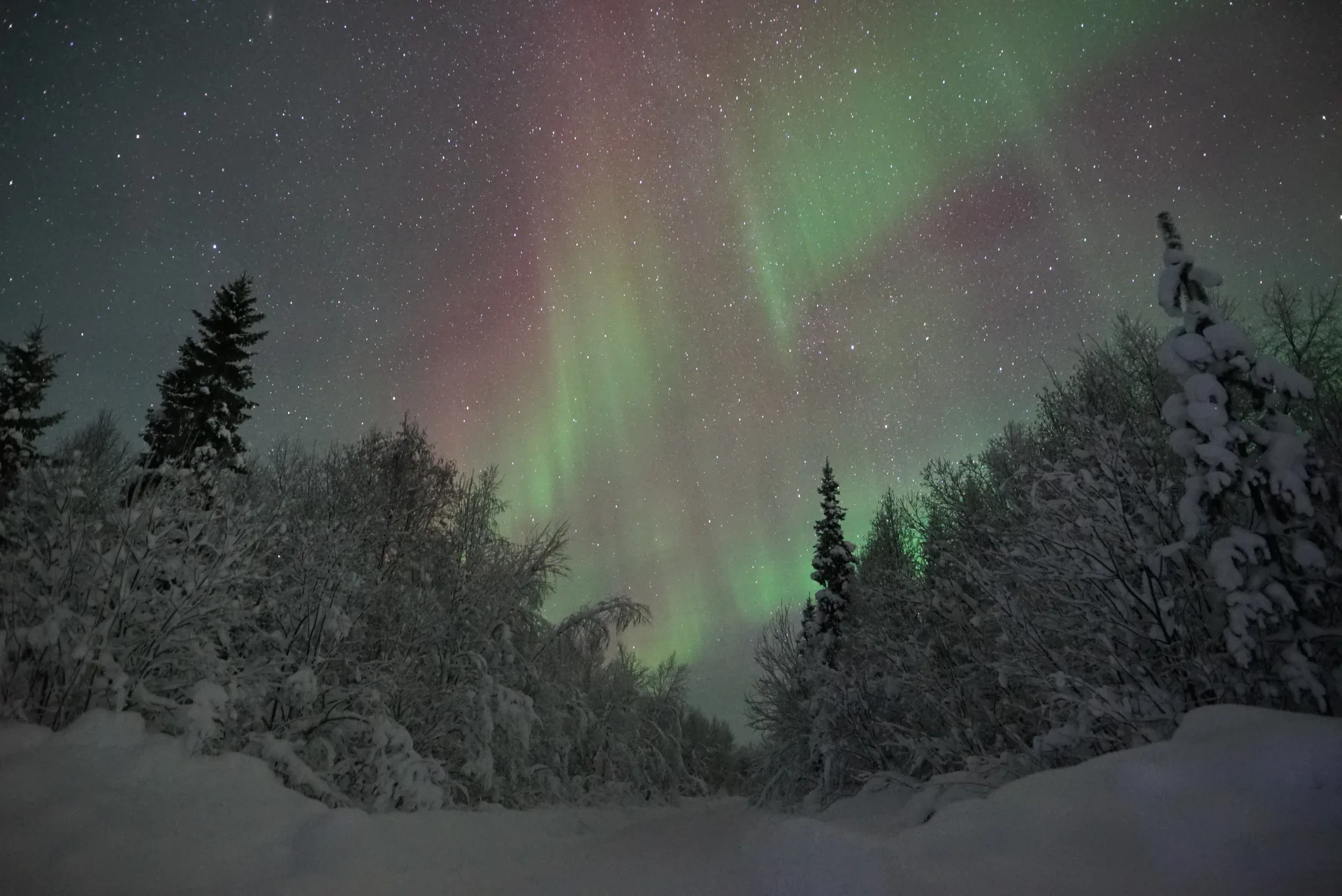 Northern Lights over a winter forest